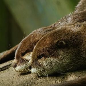 Aria 01 - Ottertjes luieren in de zon